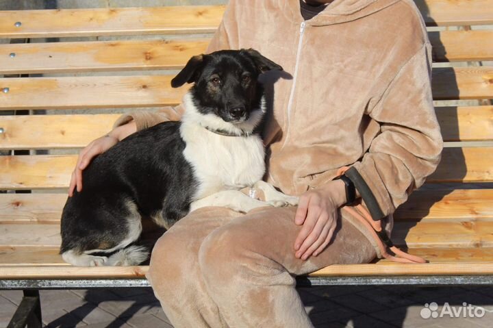 Собака в добрые руки