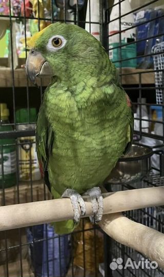 Попугай Амазон