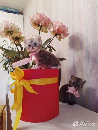 Британские котята