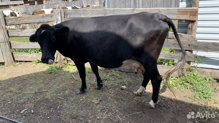Корова дойная