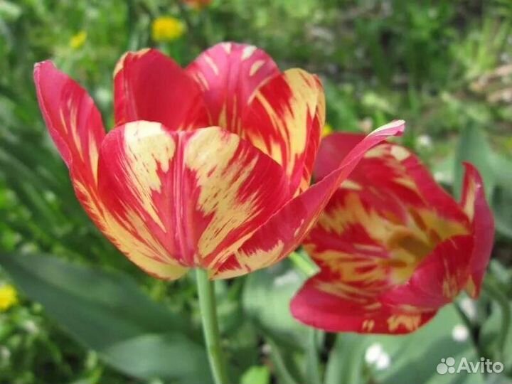 Луковицы тюльпанов