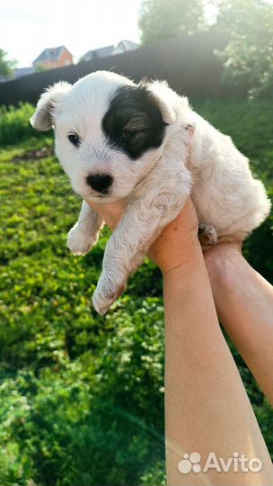 Щенки дворняжки