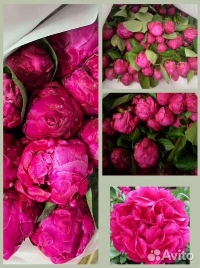 Пионы опт коробка цветы доставка Москва