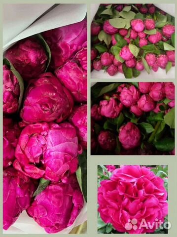 Пионы опт коробка цветы доставка Москва