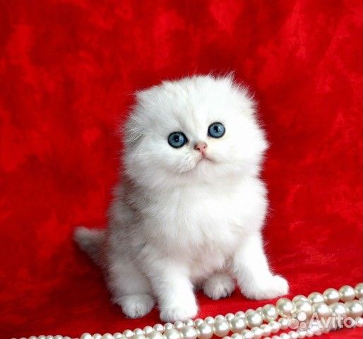 Шотландские вислоухие котята золото и серебро