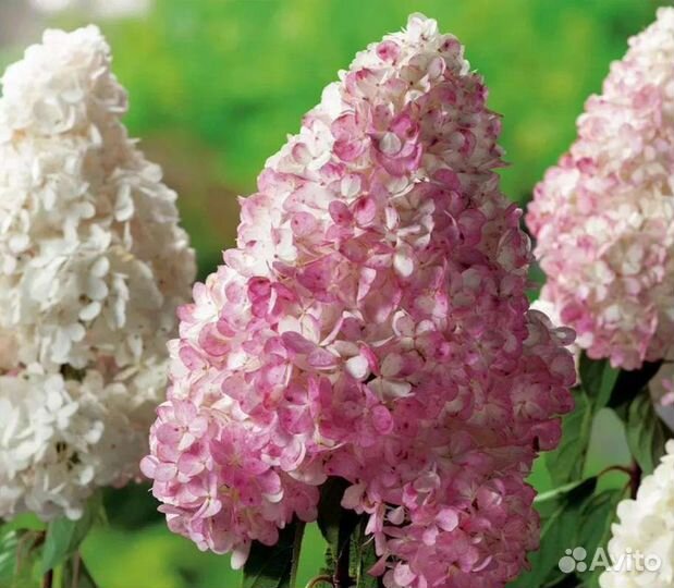 Гортензия метельчатая Лидия Сильвер доллар