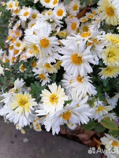 Дубки цветы