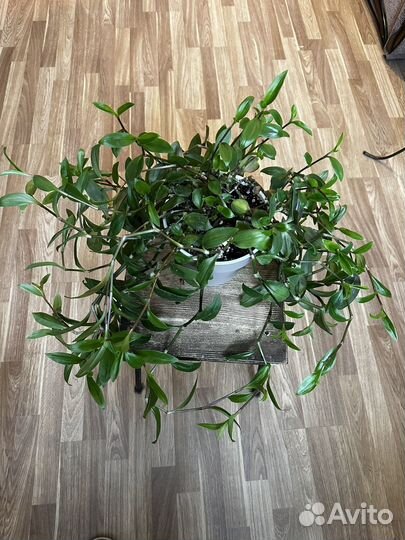 Традесканция