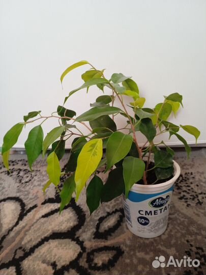 Фикус Бенджамина Реджинальд