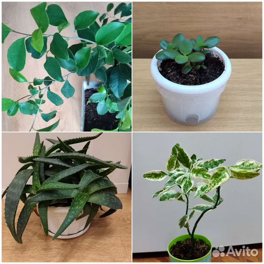 Домашние растения