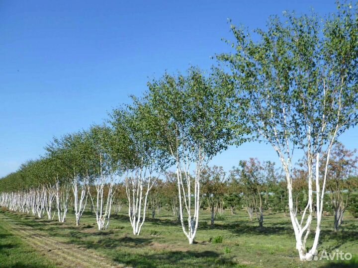 Саженцы березы, дуб, клен - в наличии все размеры