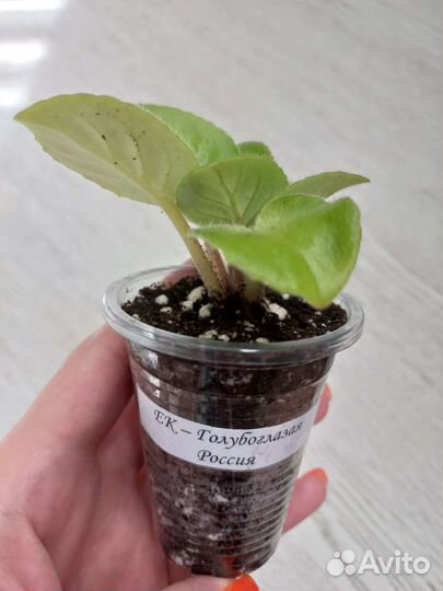 Детки сортовых фиалок