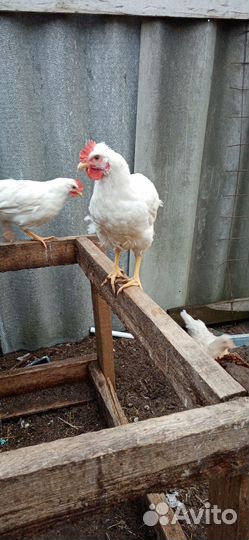 Молодые петушки