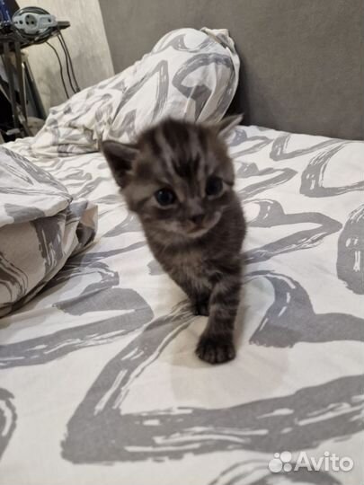 Два мальчика Шотланских