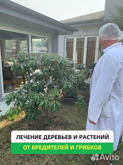 Лечение деревьев и растений от вредителей, грибков