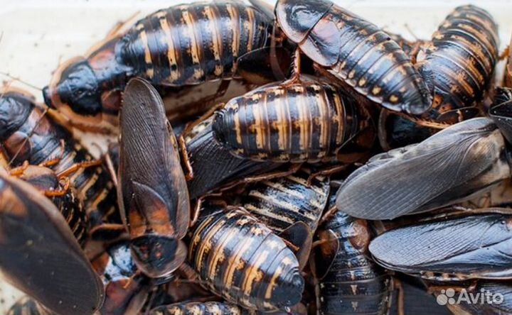 Кормовые насекомые, сверчки тараканы личинки