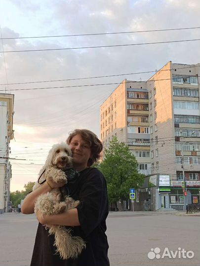 Передержка животных