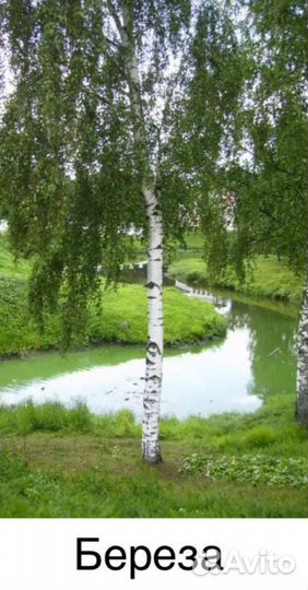Берёза