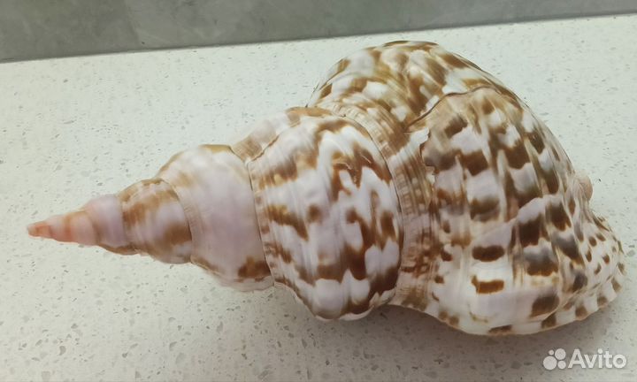 Большая мор.ракушка Charonia Tritonis Variegata