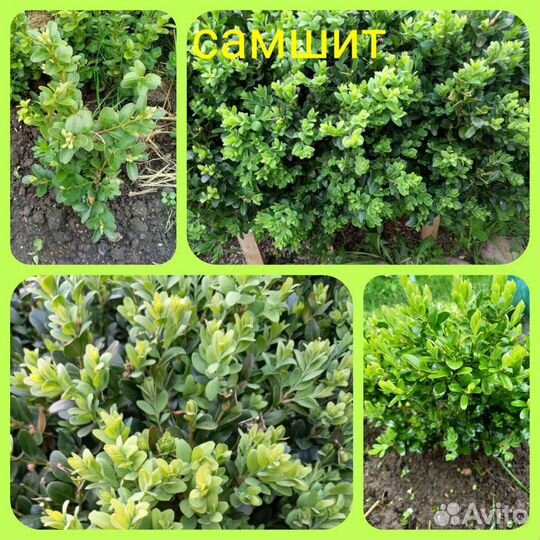 Декоративные кустарники на посадку