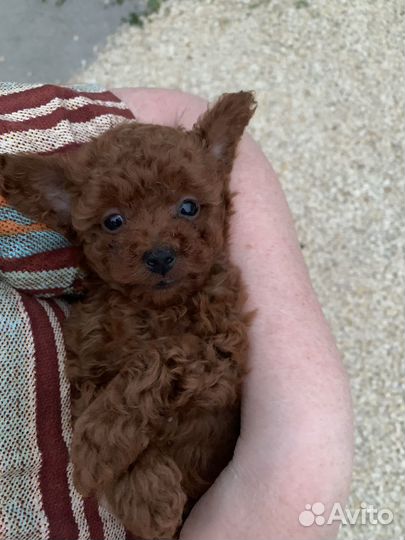 Той-пудель мини