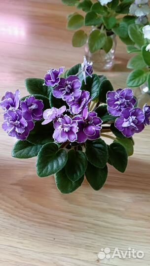 Сортовые фиалки цветущие