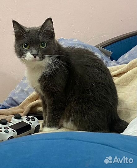 Ручная красивая кошечка в дар