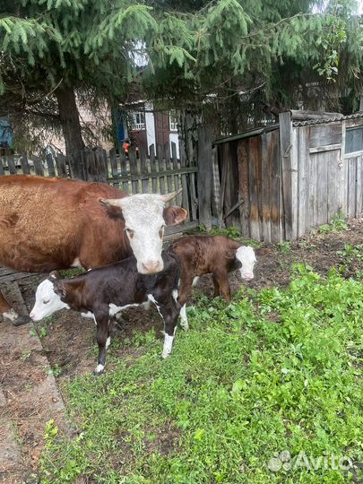 Корова с телятами