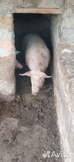 Свиноматка