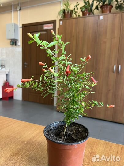 Гранат комнатный