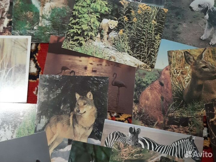 Открытки животные СССР