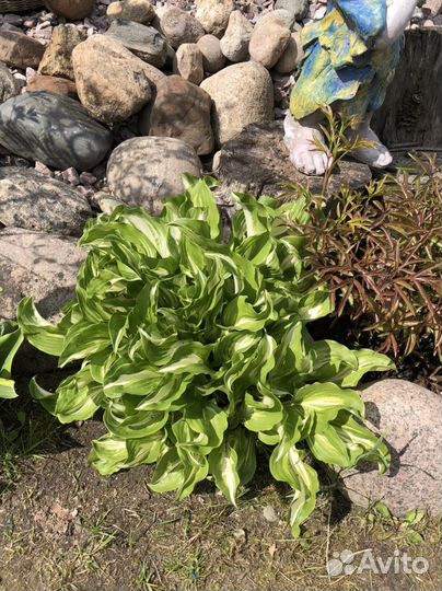 Хоста. Большие кусты