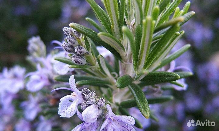 Розмарин большие кустики