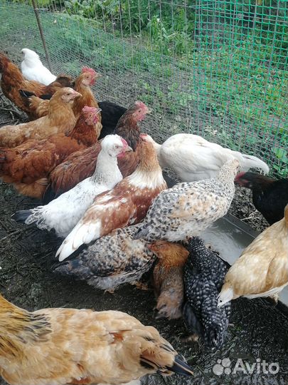 Домашняя птица, Я Й Ц О куриное