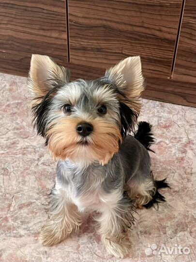 Йоркширский терьер