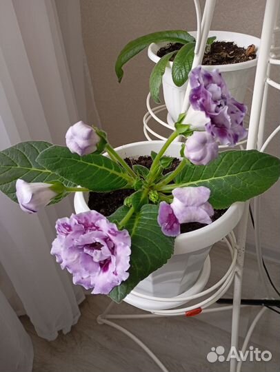 Глоксиния лист