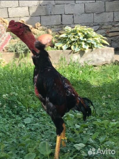 Бойцовые петушки