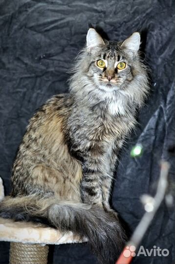 Мейн-кун девочка