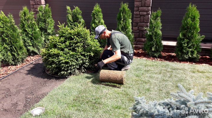 Теневыносливый рулонный газон. Укладка с гарантией