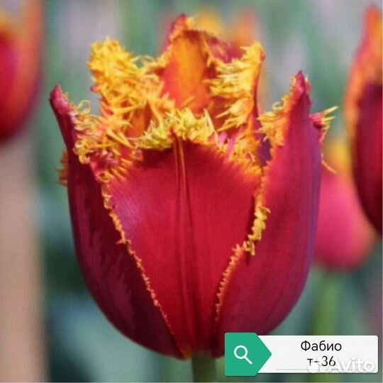 Луковицы тюльпанов(детка)