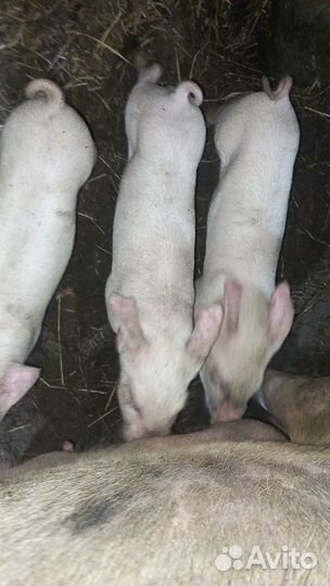 Поросята