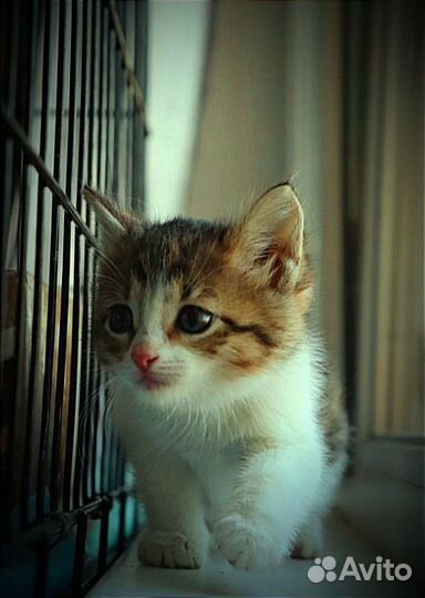 Котенок Кинза в добрые руки