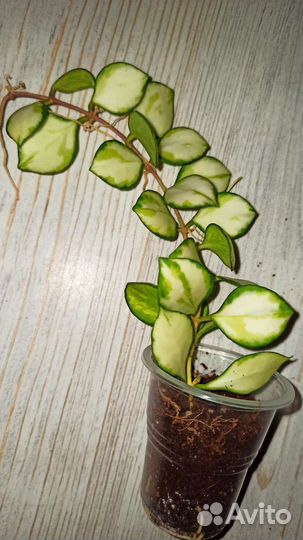 Хойи мелколистные