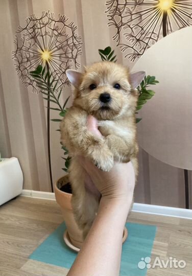 Золотой йорк голдаст девочка