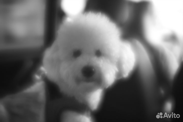 Объектив - монокль м42, м39