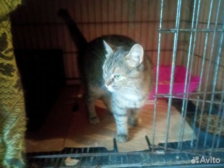Кошечка Дашка в добрые руки