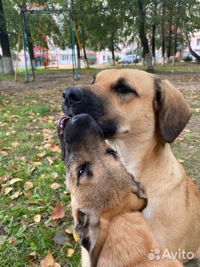 Найдена собака