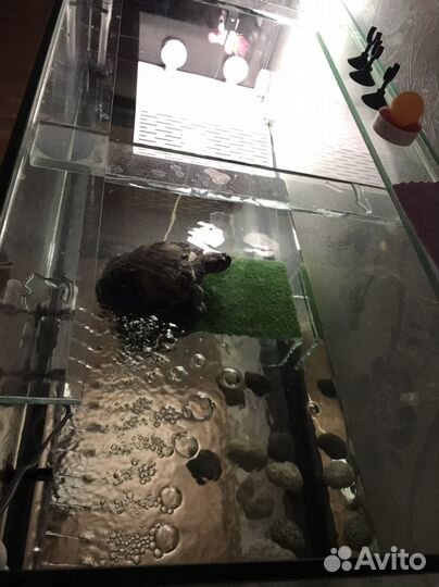 Черепаха с аквариумом