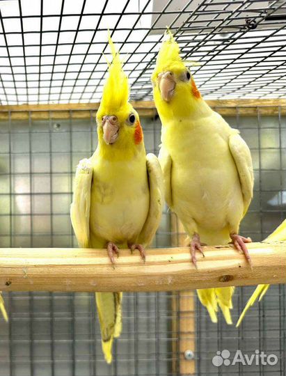 Попугаи корелла и другие