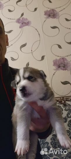 Сибирский хаски